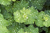 Alchemilla mollis