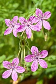 Erodium glandulosum Spanish Eyes