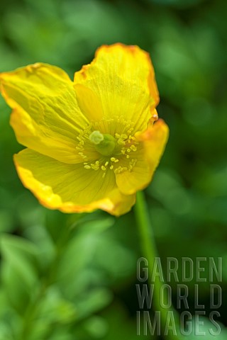 Meconopsis_cambrica_Welsh_Poppy