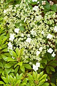 Hydranga petiolaris Climbing hydrangea