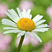 Leucanthemum vulgare Oxeye daisy