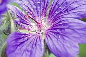 Geranium G.x magnificum