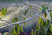 Spiders Web in Eucalyptus Tree