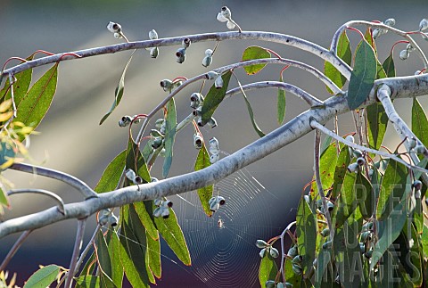 Spiders_Web_in_Eucalyptus_Tree