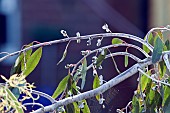 Spiders Web in Eucalyptus Tree