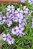 Phlox paniculata