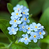 Myosotis sylvatica forget-me-not