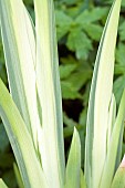 Iris pseudacorus Variegata Yellow Flag