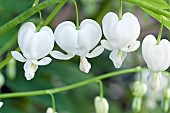 Dicentra spectabilis.f.alba Bleeding Heart