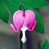 Dicentra spectabilis Bleeding Heart