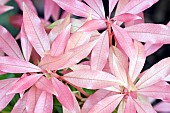 Pieris Forest Flame