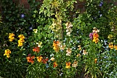 Spring border of fragrant Erysimum Wall Flowers and Myosotis Forget-me-Nots