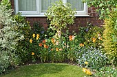 Spring border of fragrant Erysimum Wall Fowers and Myosotis Forget-me-Nots