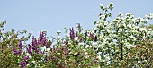 Lilac and Cherry in flower early spring