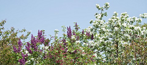 Lilac_and_Cherry_in_flower_early_spring