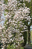 Prunus Ornamental Flowering Cherry Tree