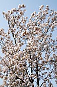 Prunus Ornamental Flowering Cherry Tree