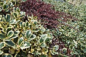Shrubs varigated aquifolium Common Holly, Berberis x ottawensis purpurea Superbas