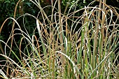 Arching Ornamental Grass