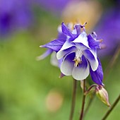 Aquilegia vulgaris Grannys bonnet