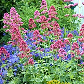 Valeriana Valerian officinalis