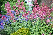 Valeriana Valerian officinalis