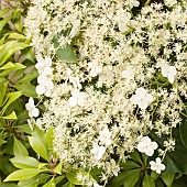 Hydranga petiolaris Climbing hydrangea