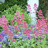 Border of upright clump forming perennial Valeriana (Valerian) officinalis pink flowers at High Meadow Garden early summer in June Cannock Wood Staffordshire England UK