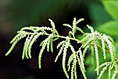 Aruncus dioicus Goats beard