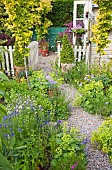 Path down garden runs through gate flanked with two Ulmus Wredei and Alchemilla Mollis Lady`s Mantle