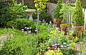 Bird bath, herbaceous perennial, containers with Buxus shaped box