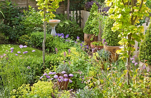 Bird_bath_herbaceous_perennial_containers_with_Buxus_shaped_box