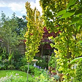 High Meadow mature garden with two central Ulmus Wredei Golden Elms