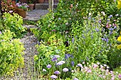 Garden path gravel well planted with Alchemilla Mollis Ladys Mantle and Scabious