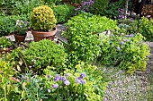 Terracotta pot with evergreen shrub Buxus Variegated Box plant High Meadow Garden early summer June Cannock Wood Staffordshire England UK