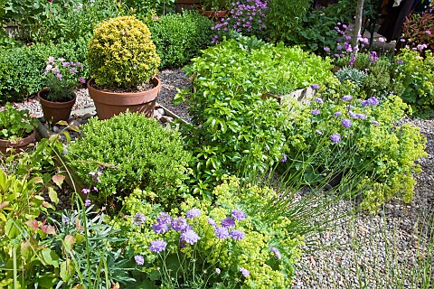 Terracotta_pot_with_evergreen_shrub_Buxus_Variegated_Box_plant_High_Meadow_Garden_early_summer_June_
