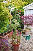 Flowers, trees, shrubs, climbing rose, containers around summer house