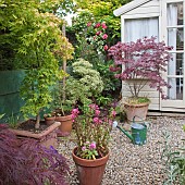 Flowers, trees, shrubs, climbing rose, containers around summer house