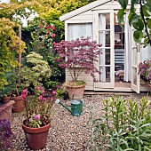 Flowers, trees, shrubs, climbing rose, containers around summer house