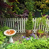 Bird bath, trees and shrubs, container with pyramid Buxus box shaped evergreen shrub