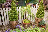 Buxus Box pyramids in containers trees, shrubs, around open pale fence