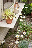 Daisies, shrubs, pots shelf jars summer house