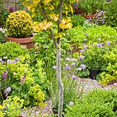 Terracotta pot with evergreen shrub Buxus Variegated Box plant many herbaceous perennials