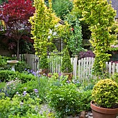 Path down garden runs through gate flanked with two Ulmus Wredei and Alchemilla Mollis Lady`s Mantle