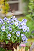 Hanging Basket of Viola Magnifico