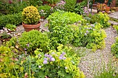 Terracotta pot with evergreen shrub Buxus Variegated Box plant with summer flowering herbaceous perennials