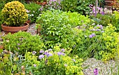 Terracotta pot with evergreen shrub Buxus Variegated Box plant, herbaceous summer flowering perennials