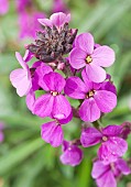 Erysimum Bowles Mauve Wall flower