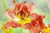 Close up study of flowers and flower detail Orange tulip with yellow centre