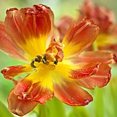 Close up study of flowers and flower detail Orange tulip with yellow centre